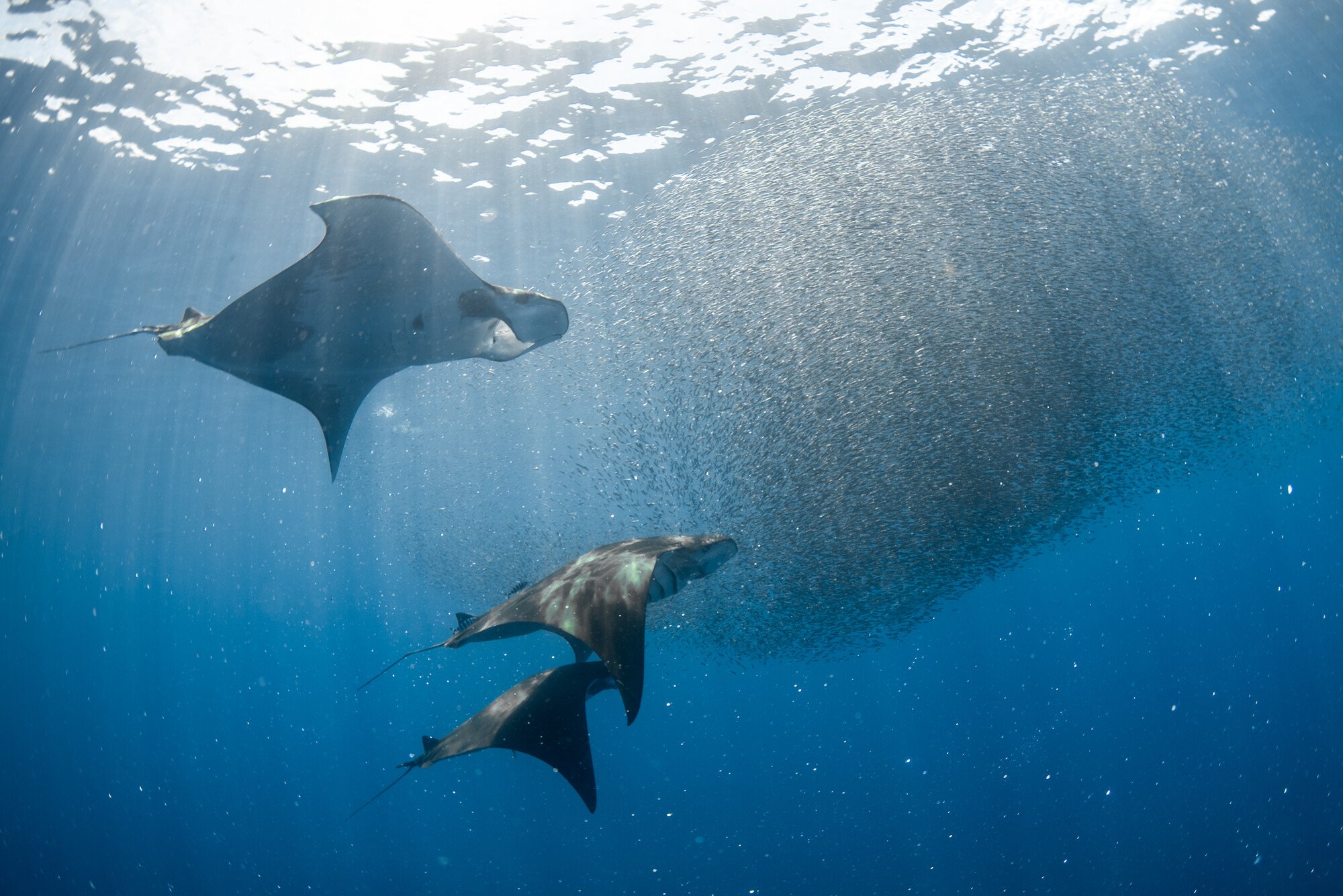 This Oceans Funder Has Been Protecting Sharks and Rays for 20 Years. Now It’s Expanding the Fight