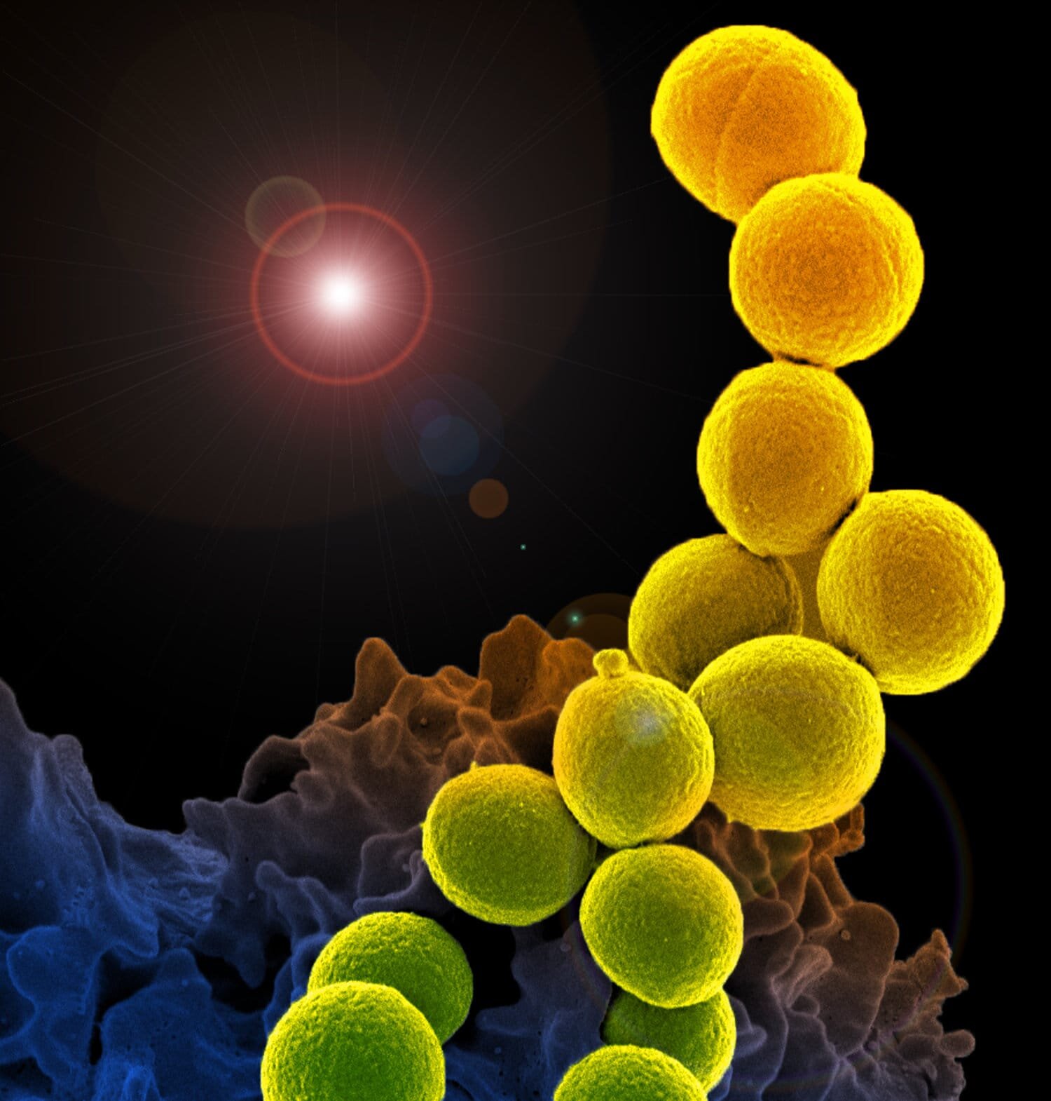 banner - diseases funding