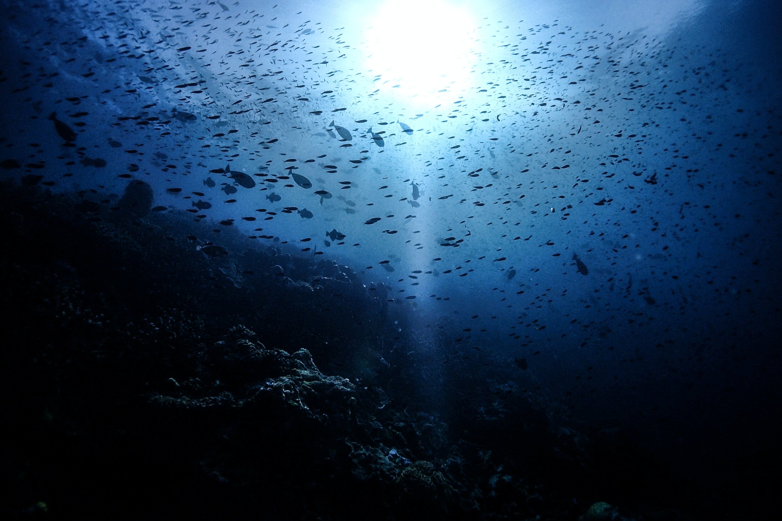 How Dalio Philanthropies' OceanX is Working to Diversify Marine Research and Teaching