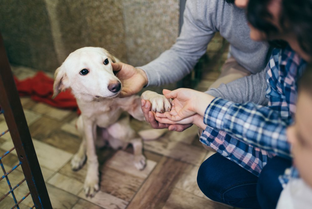 How the Meadows Foundation Supports the People (and Animals) of Texas