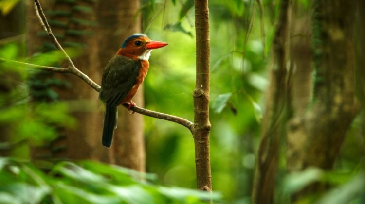 Banner for article A Look at Eight Major Conservation Regrantors Based in the Global North