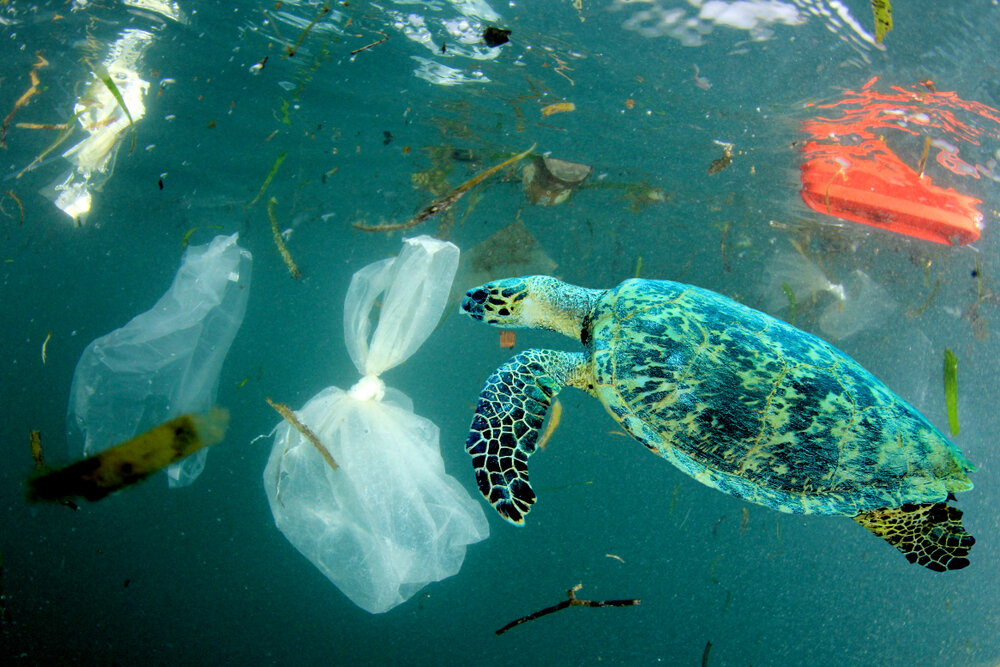 “Water Is Life.” In a Time of Crisis, Ocean and Freshwater Fundraisers Emphasize Interdependence