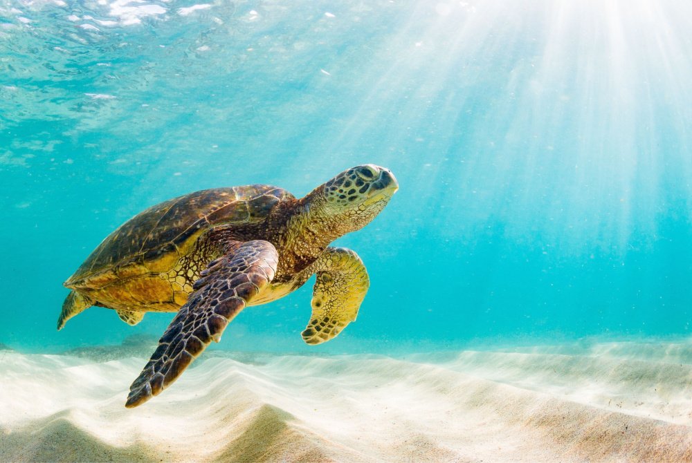 Three Key Green Giving Trends Underlined by New Ocean Funding Report