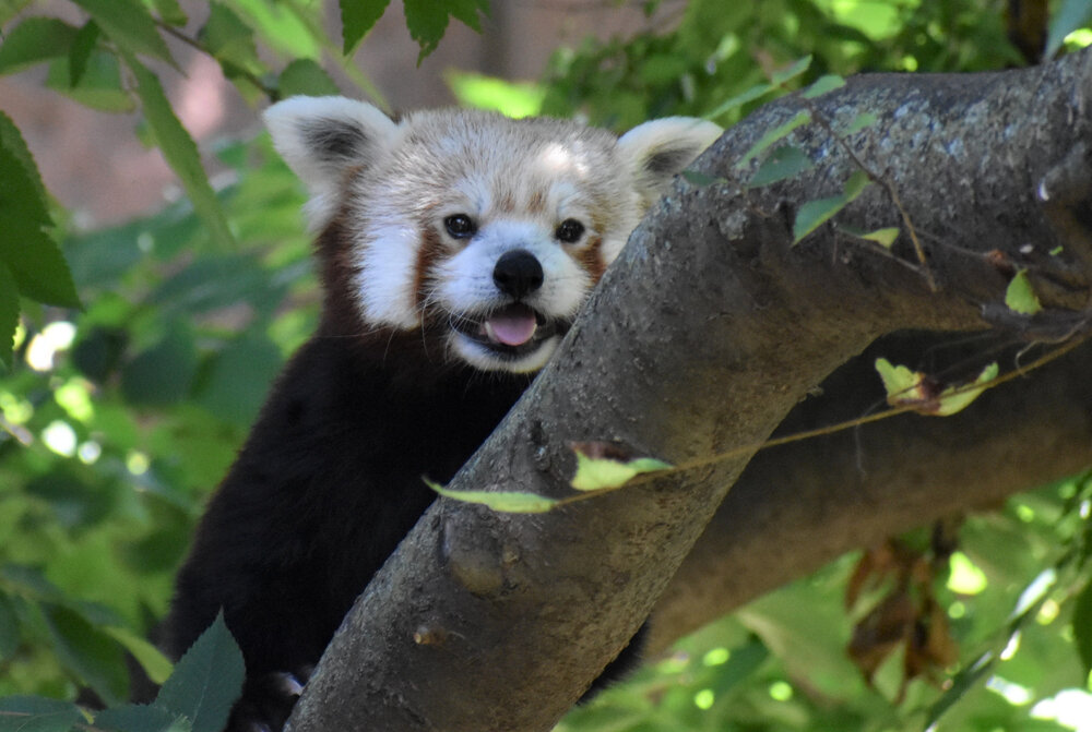Another Big Gift for a Zoo—Again with a Focus on Conservation