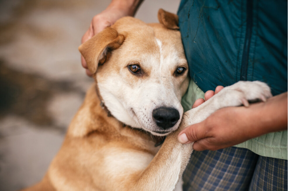 Get to Know the Organization that Helps Animal Grantmakers Connect and Learn