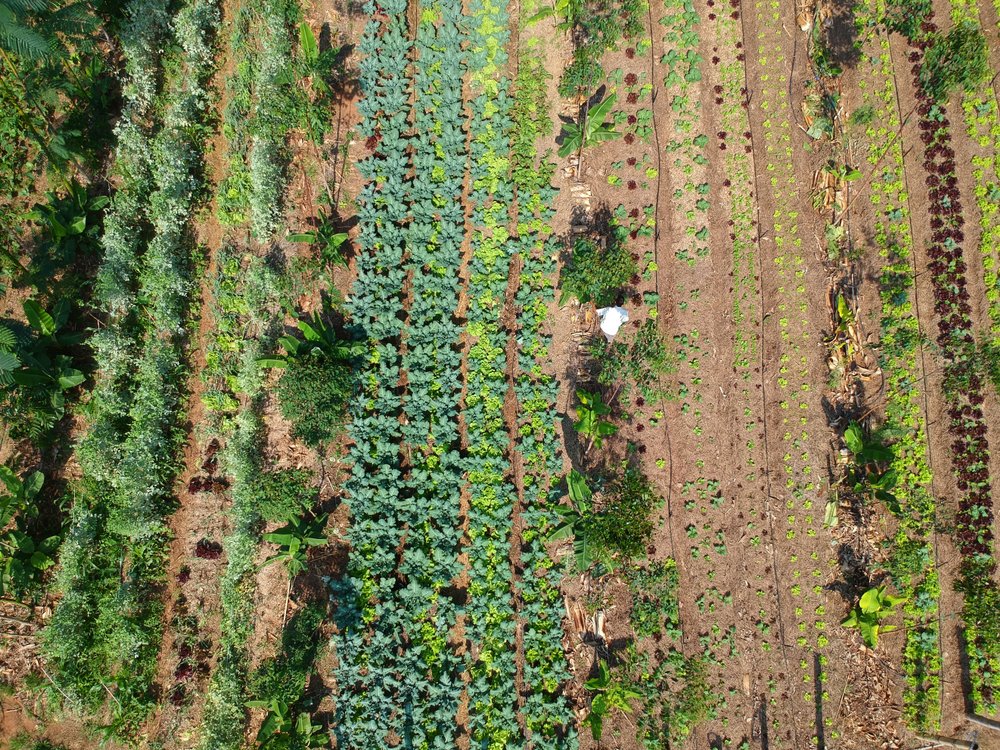 Philanthropy Can Seed Agroecology