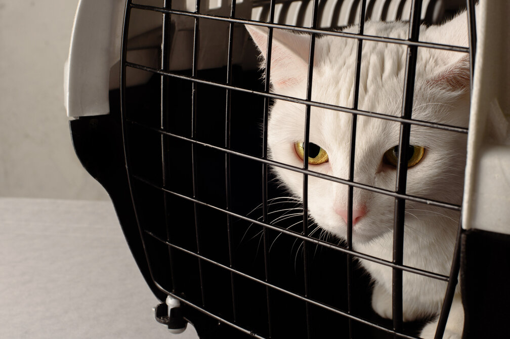 More Domestic Violence Shelters Take Pets. Philanthropy Helped Make That Happen