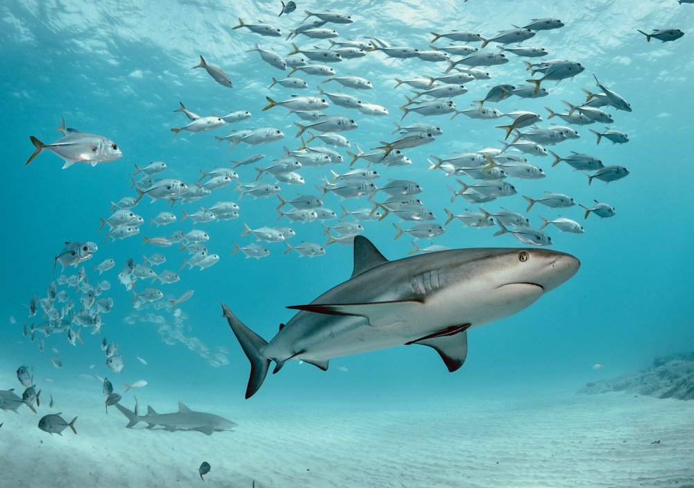 Sharks Are in Trouble. This Funder Collaborative Is Working to Protect the Oceans' Apex Predators