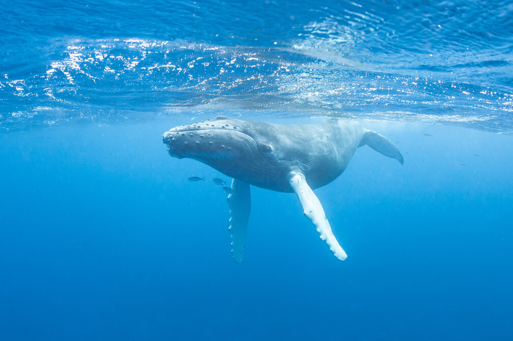 Saving the Whales: A Crowdsourced Philanthropic Project Targets Fatal Collisions