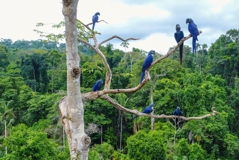 Billionaires Are Backing Brazil and the Amazon. What Do Locals and Longtime Funders Think?