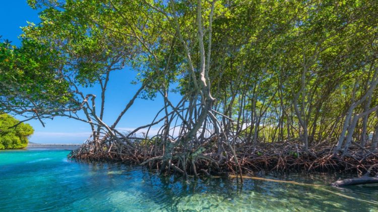 Banner for article AI for the Planet: How One of the World's Biggest Tech Firms Is Backing AI-Powered Climate Science
