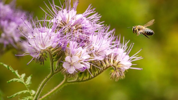 Banner for article Why This Texas Billionaire Is Giving Big for Biodiversity Science in the Lone Star State