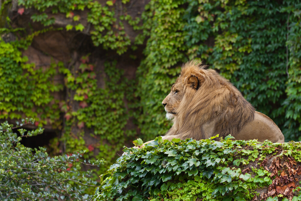 The Pride of Chicago: A Big Gift for Big Cats