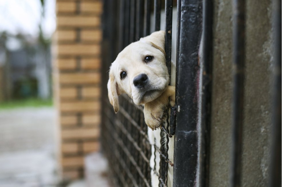 IP Briefing: What’s Going on with Philanthropy for Animals and Wildlife?