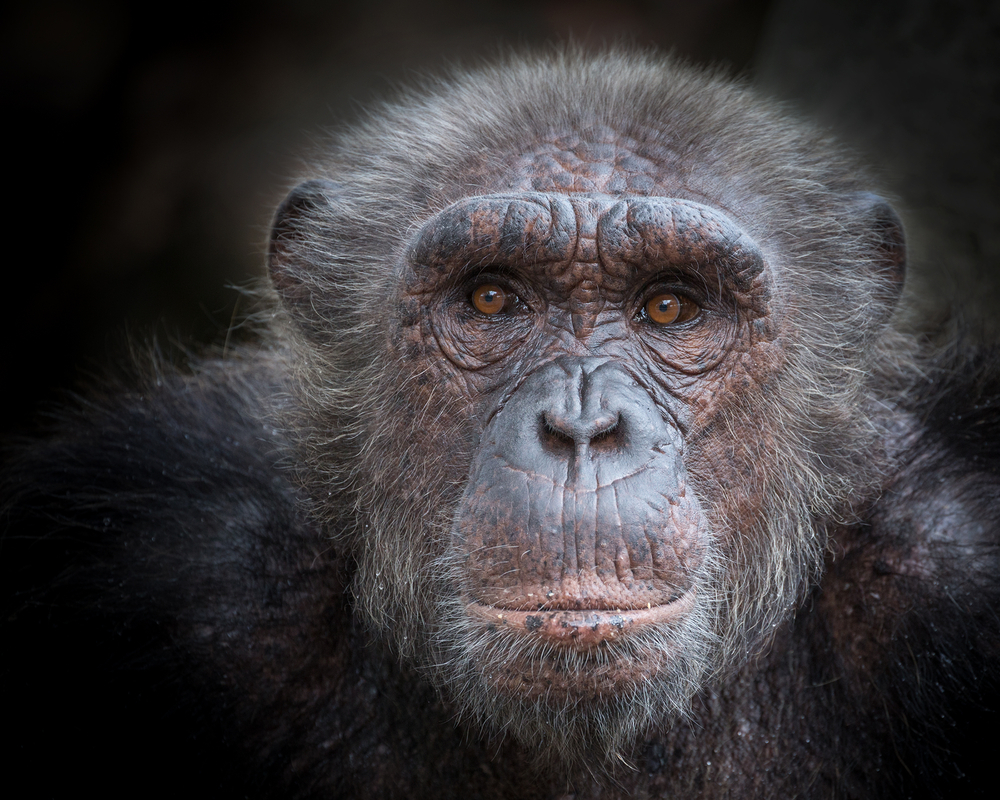 Retired Chimpanzees and Billionaire Donors: A Philanthropy Love Story