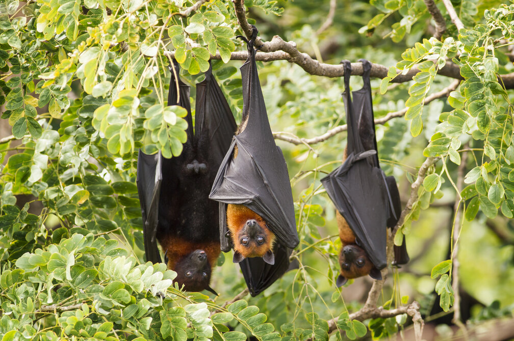 Could Philanthropy Prevent the Next Pandemic by Stopping Zoonotic Diseases?