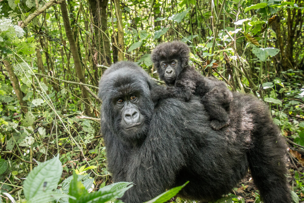 A Billionaire Couple’s Gift Aims to Protect One of the World’s Most Critical Ecosystems