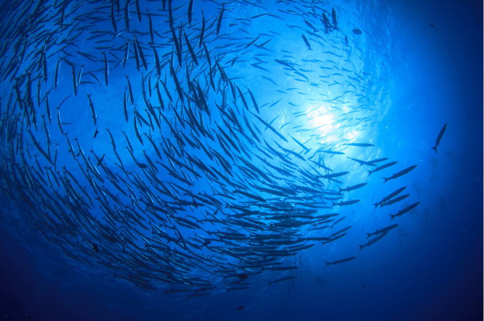 A Decade of Ocean Philanthropy: As Threats Rise, Funding Levels Double but Remain Modest