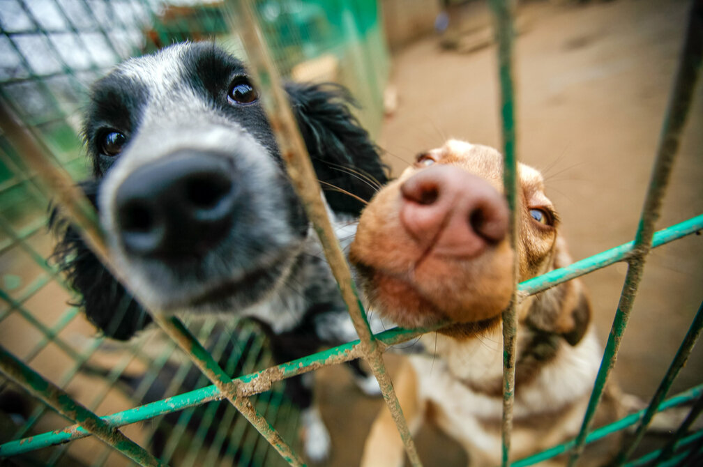 The Funders Behind a Push to Reimagine Animal Shelters