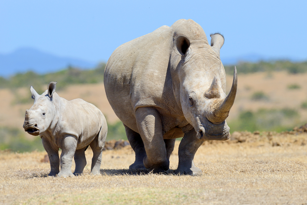 Youth and Conservation: The Holy Grails of a Young Billionaire Couple’s Giving