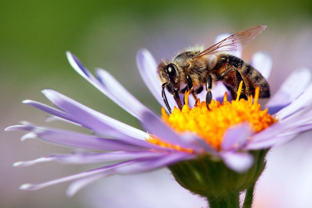Save the Bees, Bats and Butterflies: How Rotary International Is Making Pollinators a Priority