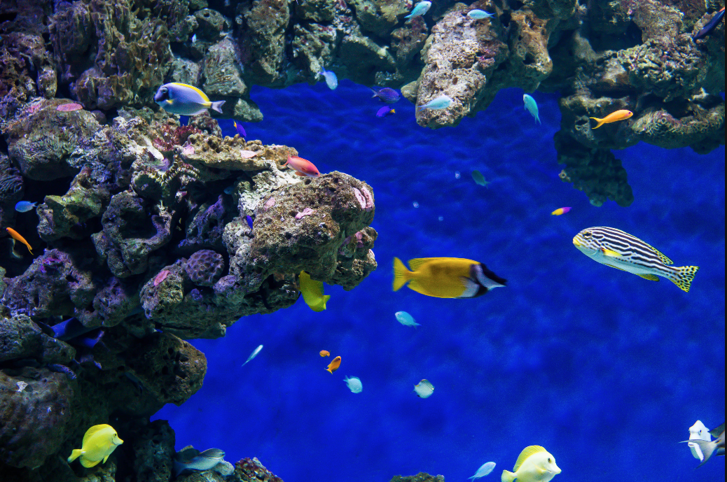 banner - marine and freshwater